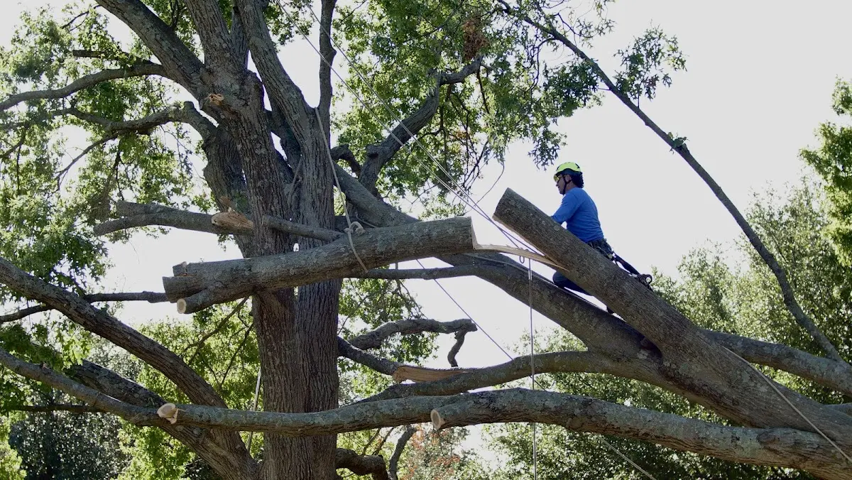 Professional Crown Thinning performed by certified arborists in Leiter